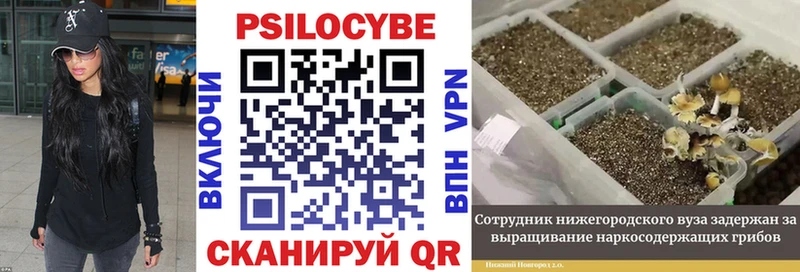 Псилоцибиновые грибы Magic Shrooms  даркнет сайт  Покров 